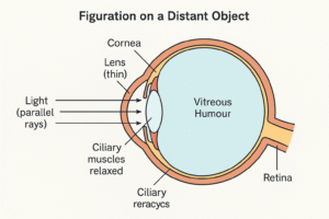 Parts of human eye :-