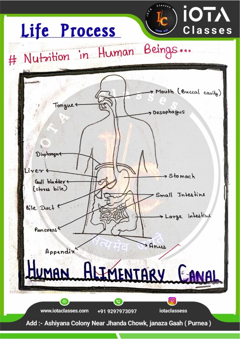 Life process class 10 Biology -images-16