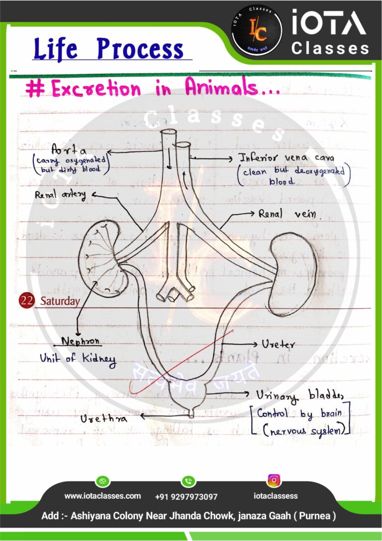 Life process class 10 Biology -images-38