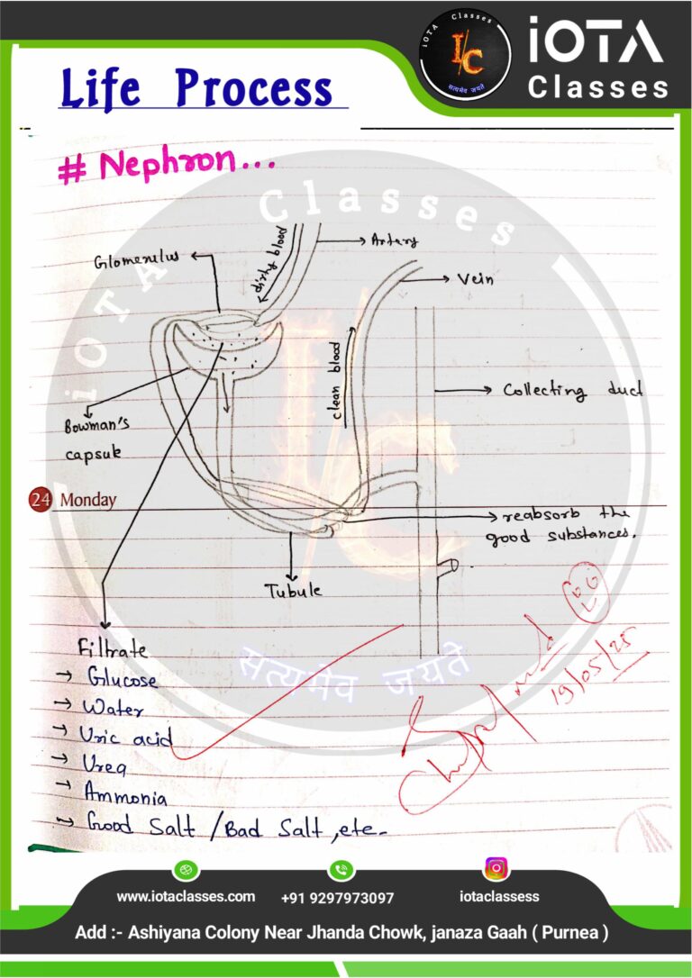 Life process class 10 Biology -images-39